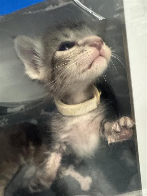 Clint - Domestic Short Hair