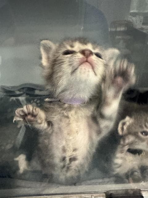 Wanda - Domestic Short Hair