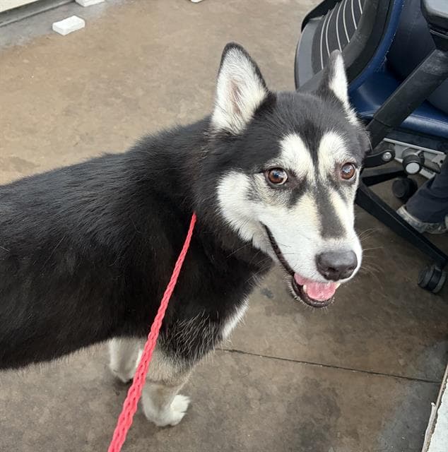 Sky - Husky