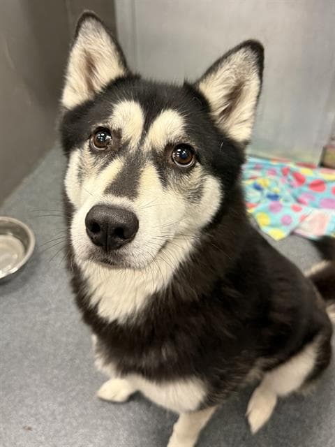 Sky - Husky