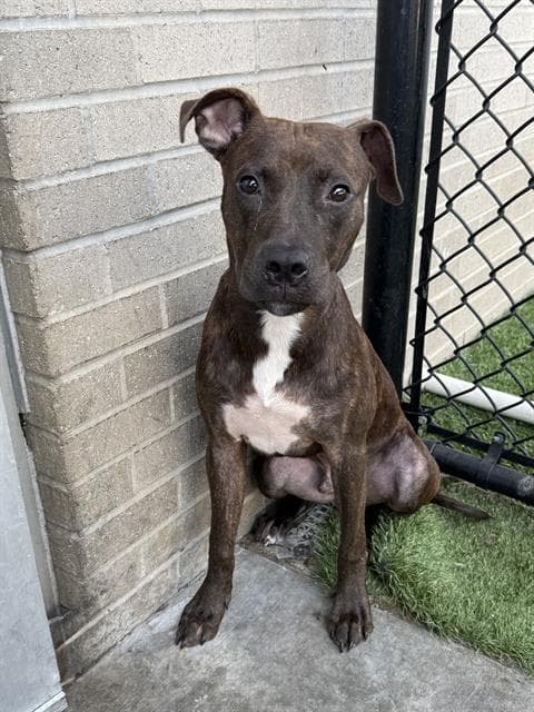 Toby - Boxer