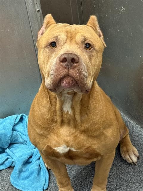 Paco - Pit Bull Terrier