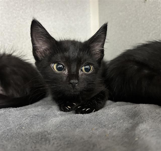 Black Widow - Domestic Short Hair