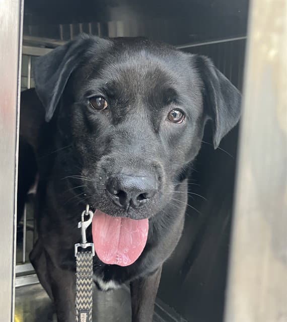 Ob Bear - Labrador Retriever