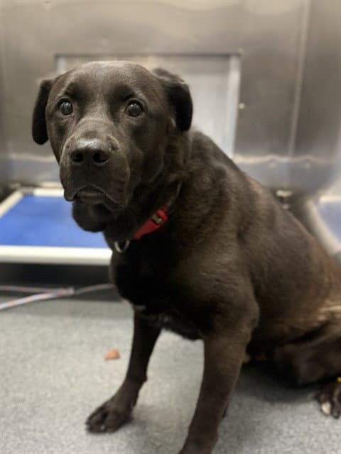 Ob Bear - Labrador Retriever