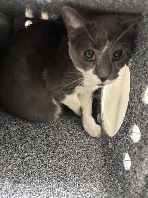 Storm - Domestic Short Hair
