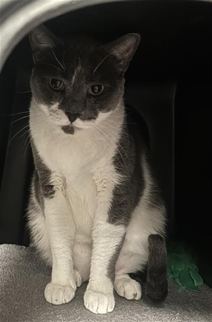 Storm - Domestic Short Hair