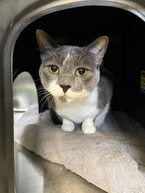 Storm - Domestic Short Hair