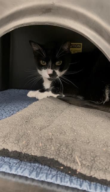 Oreo - Domestic Short Hair