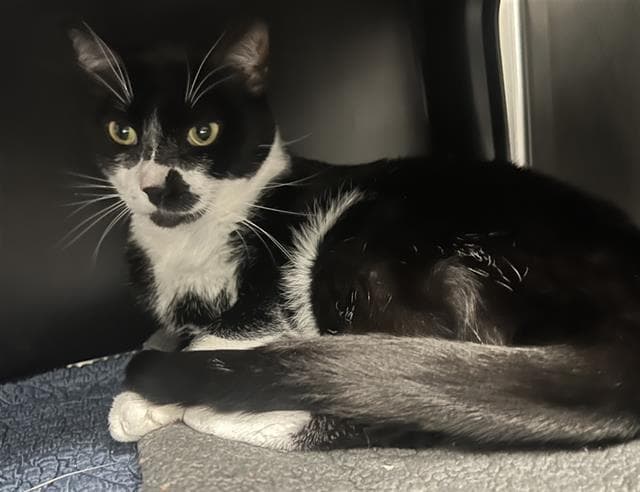 Oreo - Domestic Short Hair