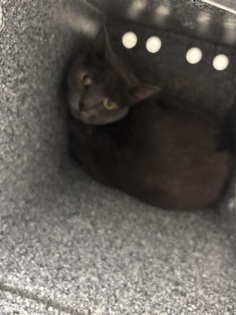 Nala - Domestic Short Hair