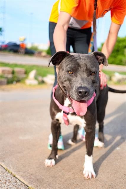 Smitty - Pit Bull Terrier
