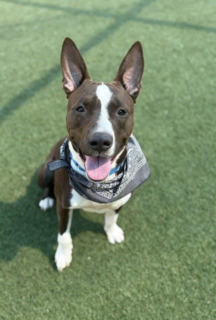 Toby - Bull Terrier