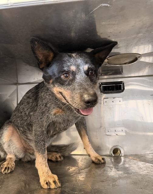 Noel - Australian Cattle Dog/Blue Heeler