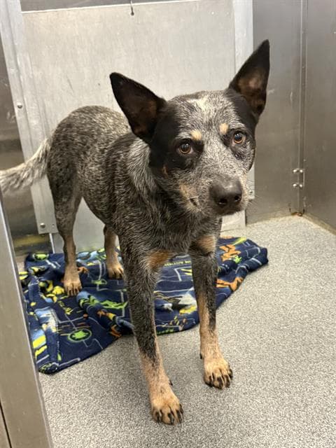 Noel - Australian Cattle Dog/Blue Heeler