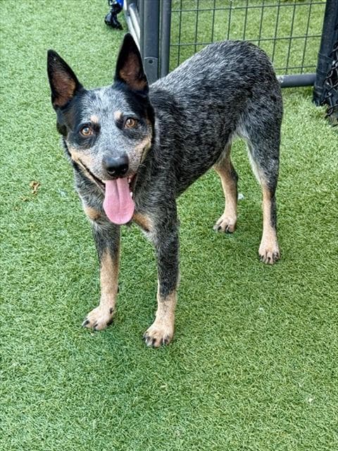 Noel - Australian Cattle Dog/Blue Heeler