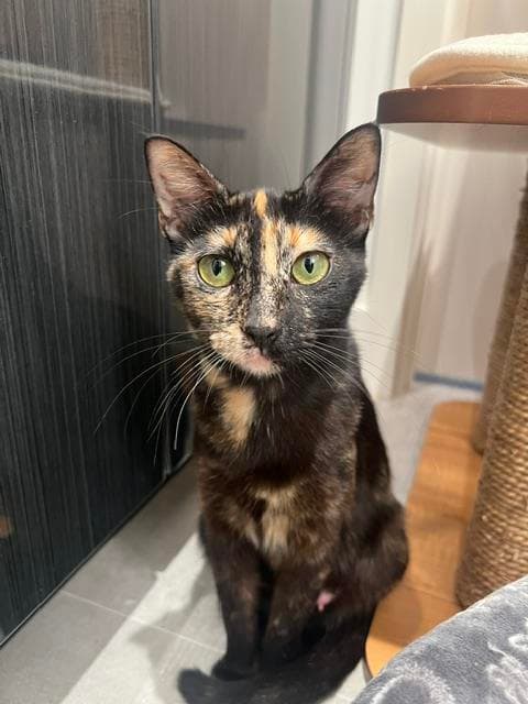 Mika - Domestic Medium Hair