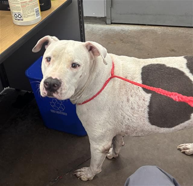 Pete - Pit Bull Terrier