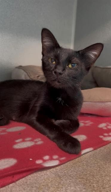 Sierra - Domestic Short Hair