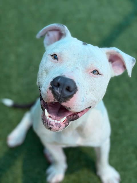 Lolly - Pit Bull Terrier