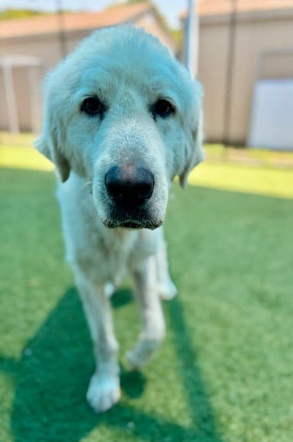 Dyse - Great Pyrenees