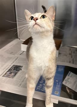 Gigi image 1