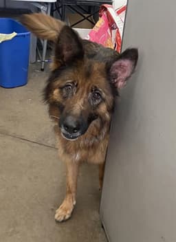 Roxy image 1