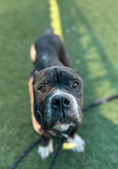 Minnie - Pit Bull Terrier