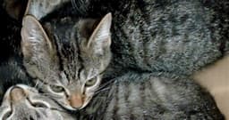 Simon image 1