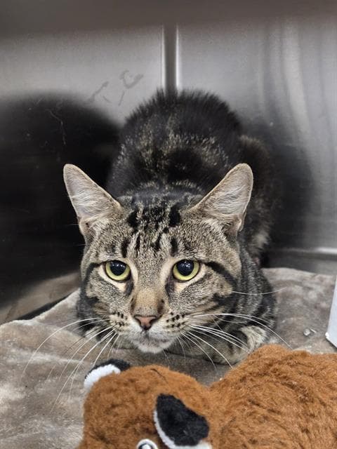 Tabbie - Domestic Short Hair