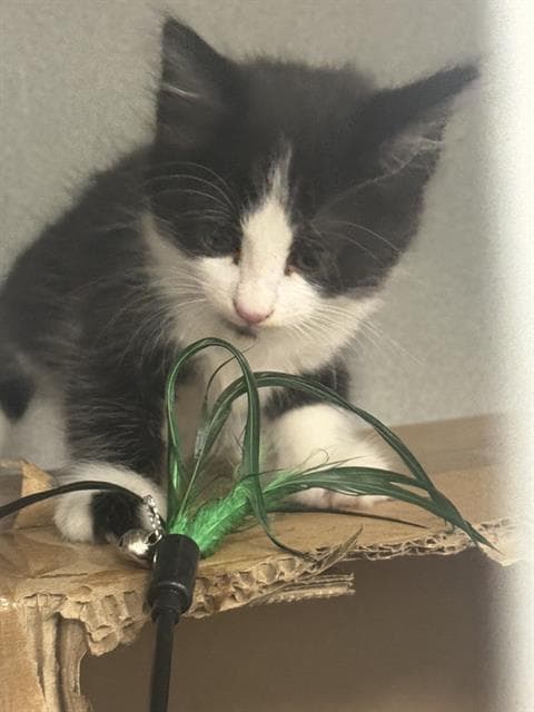 Drew - Domestic Medium Hair