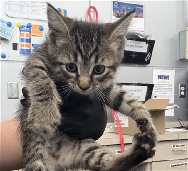 Ransom - Domestic Short Hair