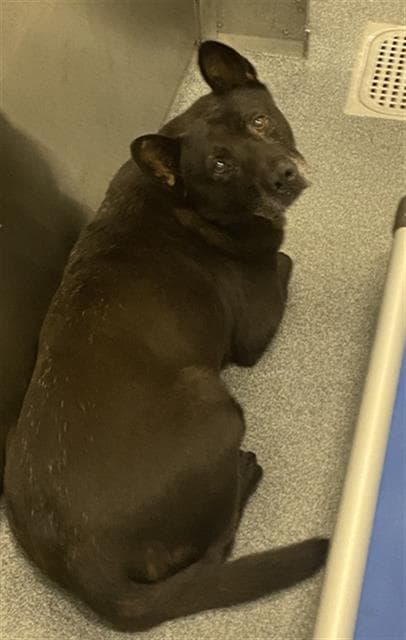 Hunter - Akita