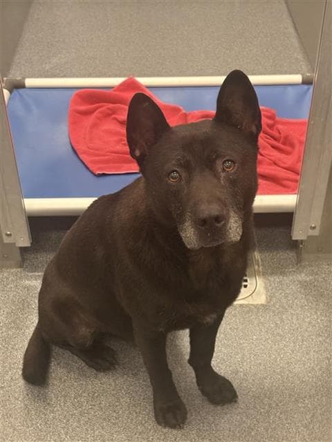 Hunter - Akita