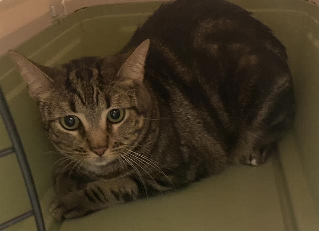 Minnie - Domestic Short Hair