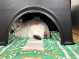 Lila image 1