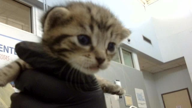 Papaya - Domestic Medium Hair