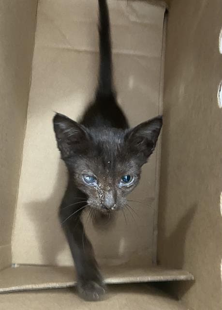 Spooky - Domestic Short Hair