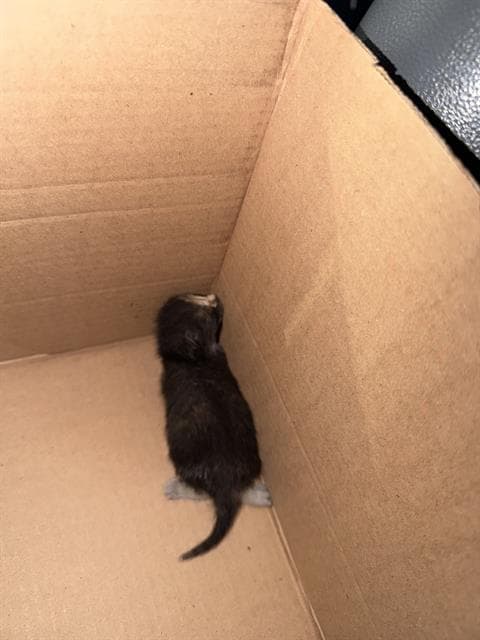 Peanut - Domestic Short Hair