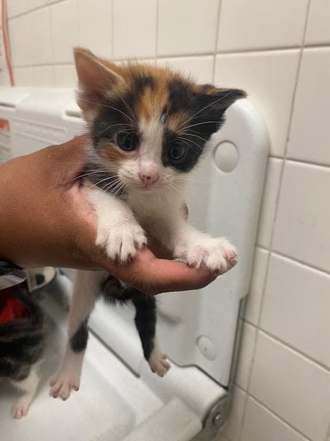 Renesmee - Domestic Short Hair