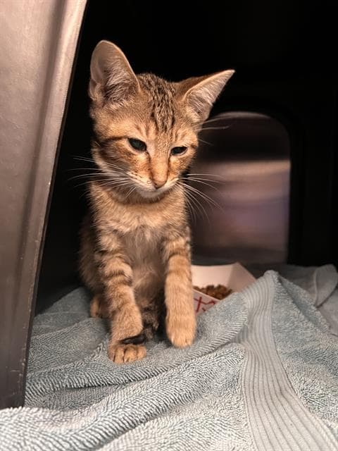 Vicky - Domestic Short Hair