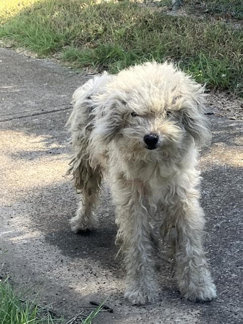 Snuffy - Poodle (Miniature)