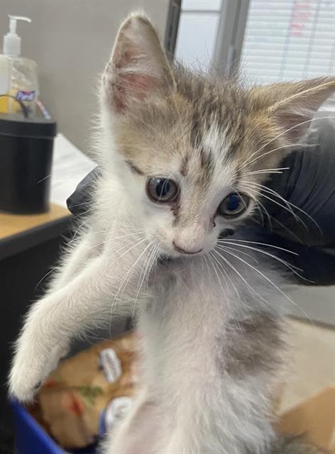 Gally - Domestic Short Hair