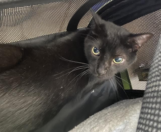 Frank - Domestic Short Hair