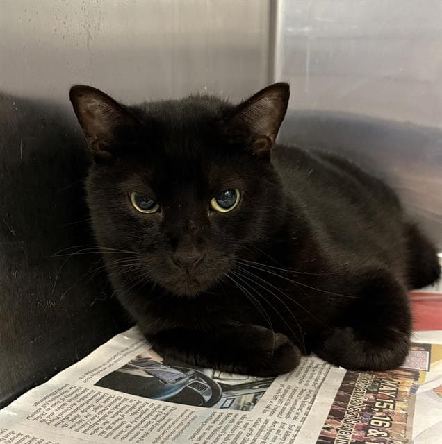 Frank - Domestic Short Hair
