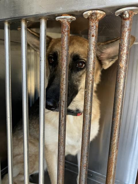 Kona - German Shepherd Dog