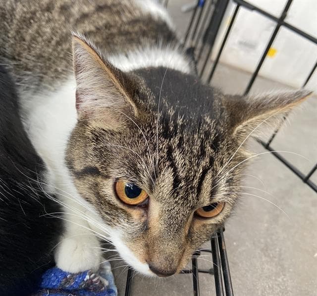 Pemberton - Domestic Short Hair