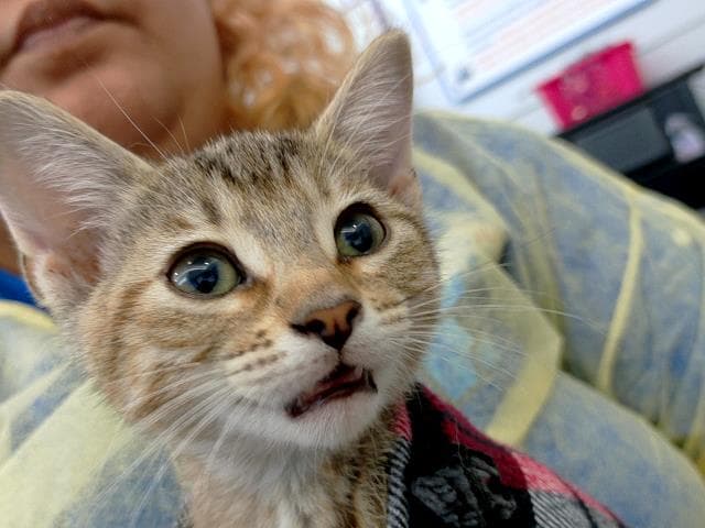 Ruth - Domestic Medium Hair
