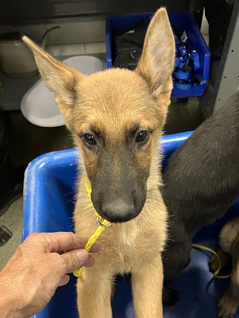 Ford - German Shepherd Dog