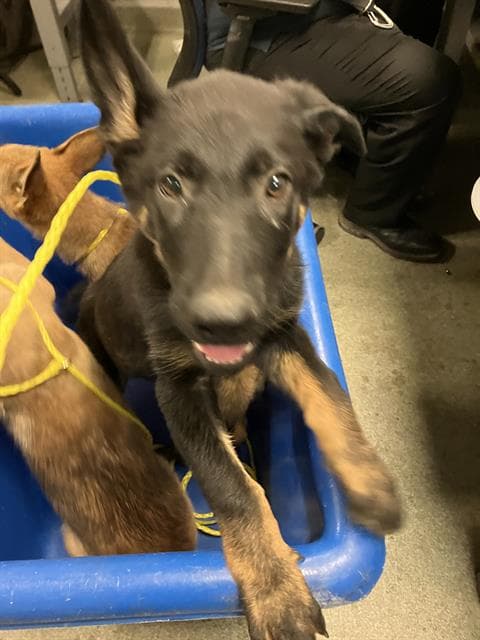 Forest - German Shepherd Dog